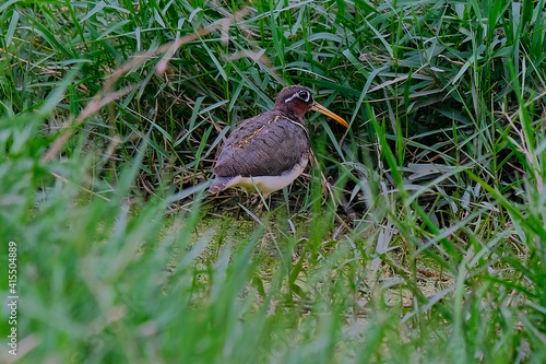 Greater-Painted Snipe