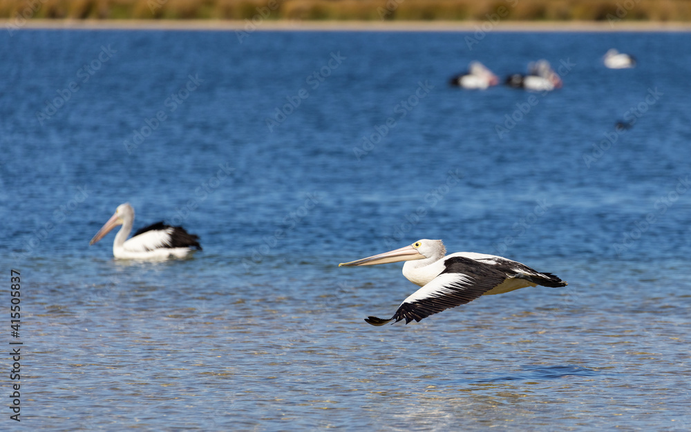 Flying Australian Pelicans in Rockingham, Perth, Western Australia