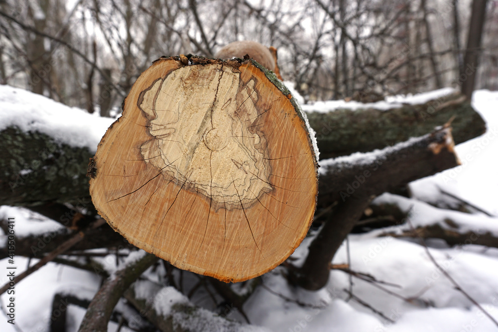 A log cut with fancy shaped year rings sticks out from a pile of sawed trees. A log cut with fancy shaped year rings sticks out from a pile of sawed trees.