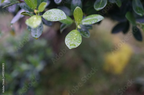 Water drops on green leaf. Close up. Morning dew. Dew after rain