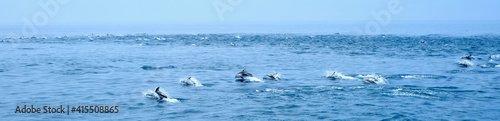 【北海道】知床クルーズ（カマイルカの群れ） © firstocean