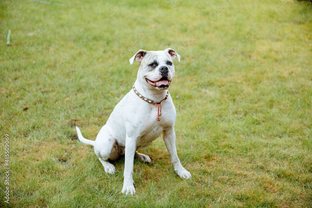 American bulldog on green lawn. White bulldog in the garden. Live with a dog in the country, in a house with a garden American bulldog on green lawn. White bulldog in the garden. Live with a dog in the country, in a house with a garden