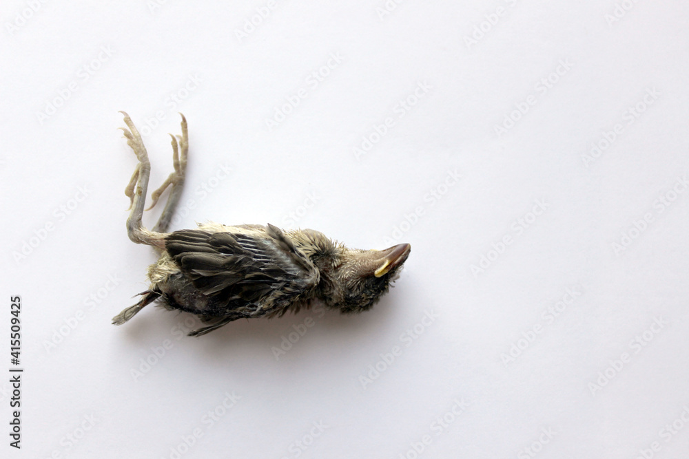 Dead bird sparrow chick indoor shoot against white background