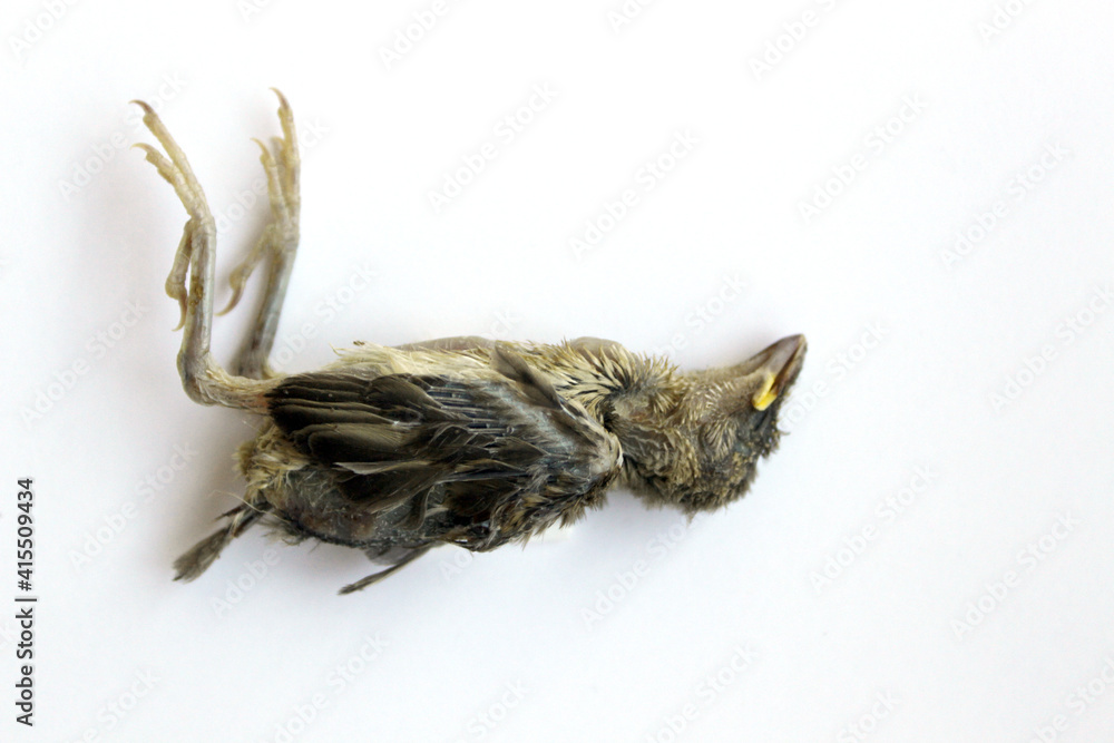 Dead bird sparrow chick indoor shoot against white background Dead bird sparrow chick indoor shoot against white background