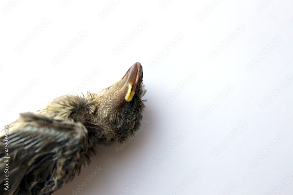 Dead bird sparrow chick indoor shoot against white background Dead bird sparrow chick indoor shoot against white background