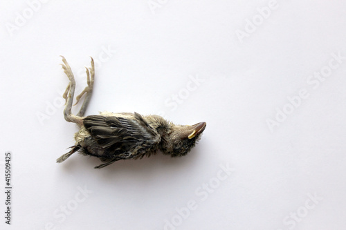 Fototapeta Naklejka Na Ścianę i Meble -  Dead bird sparrow chick indoor shoot against white background