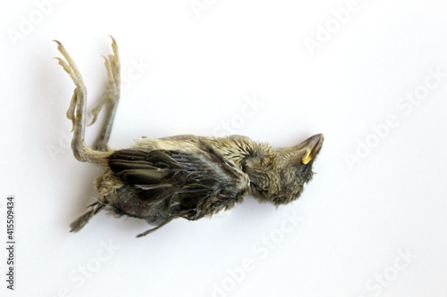Dead bird sparrow chick indoor shoot against white background © atul