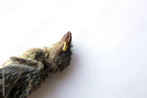 Dead bird sparrow chick indoor shoot against white background