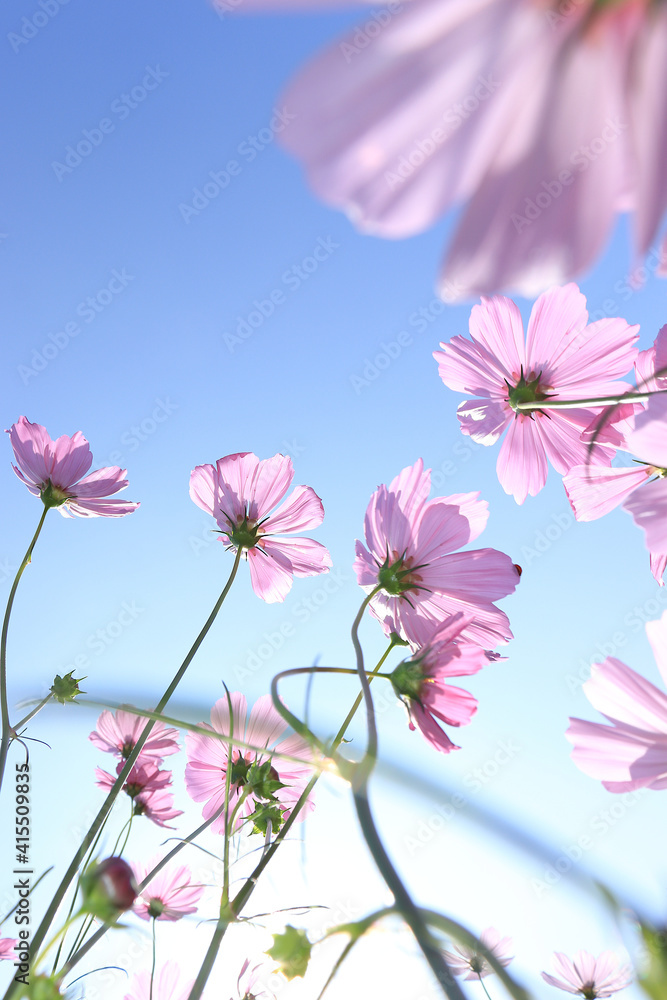 Pink flowers 3