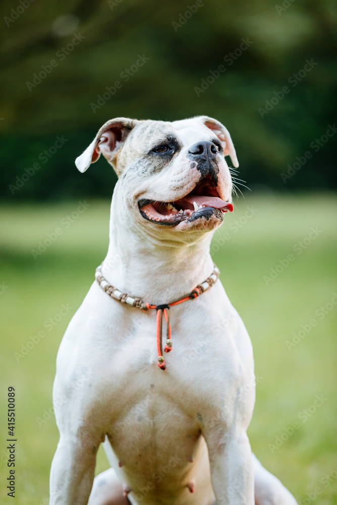 American bulldog on green lawn. White bulldog in the garden. Live with a dog in the country, in a house with a garden