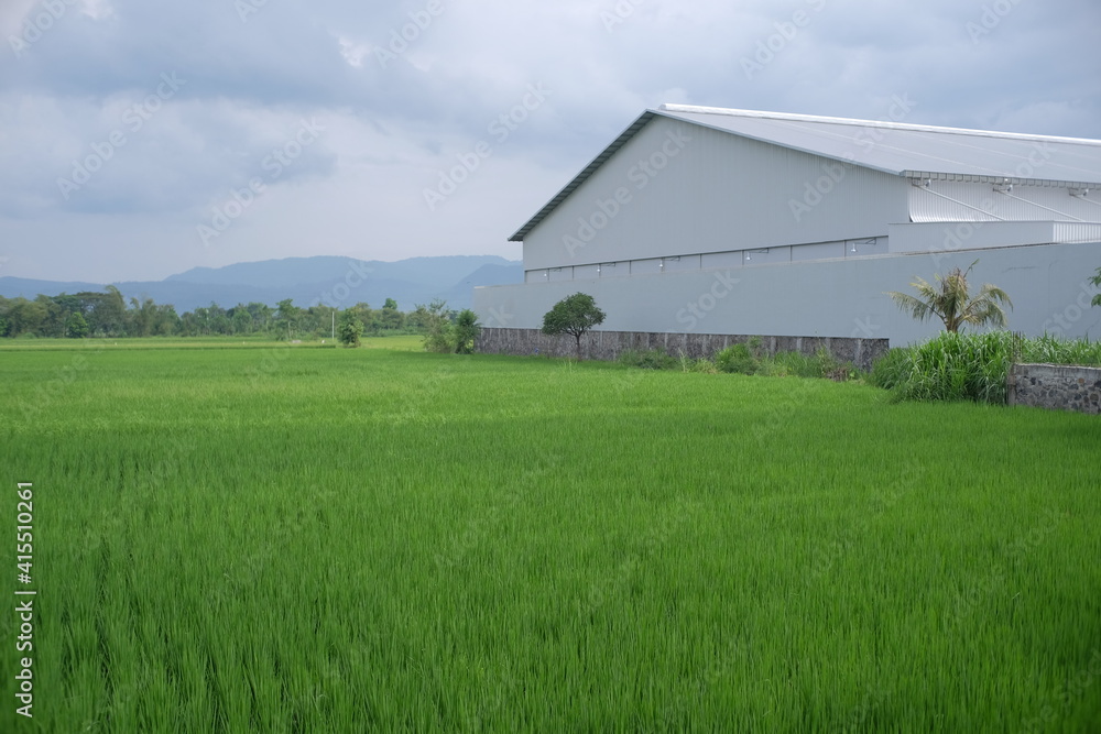 The green expanse of rice fields with the ash walls of a warehouse building with a minimalist design is a blend of aesthetic views 