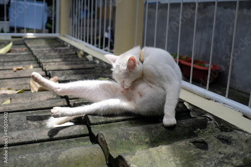 Yogyakarta, Indonesia, Feb 21, 2021. An alarming pet cat is licking its body in a boarding house where many of its residents have left.