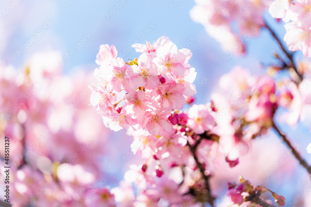 河津桜 河津桜