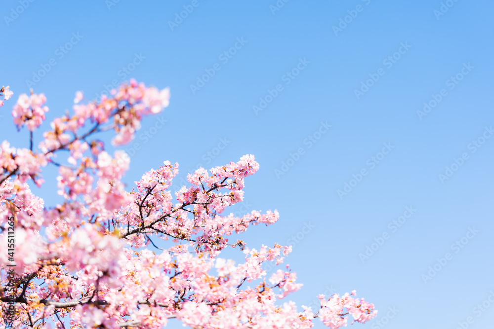 河津桜と空
