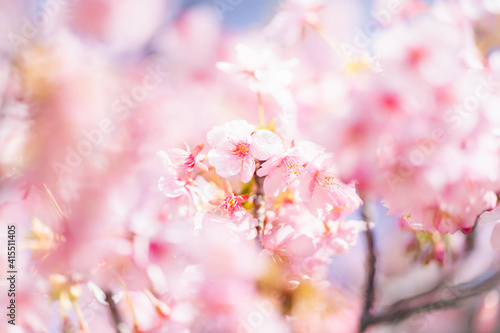河津桜 © anemone