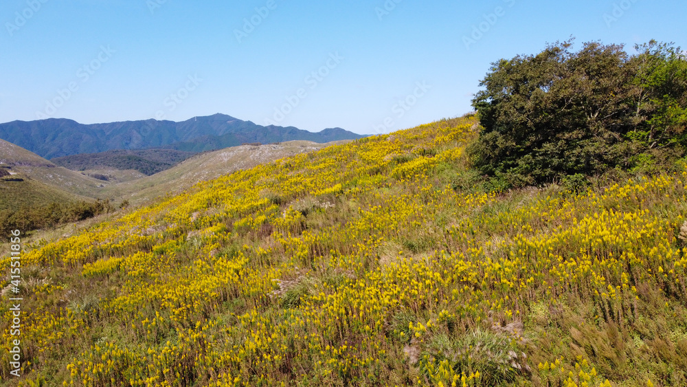 Fototapeta premium Akiyoshidai 秋吉台