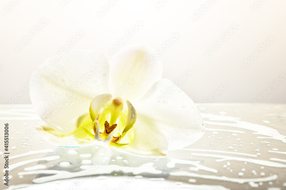 The concept of beauty flowers The concept of beauty flowers
