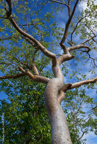 Turpentine Tree (Bursera simaruba) Torchwood Family. Common names include gumbo tree and limbo tree. Norman Island, British Virgin Islands photo