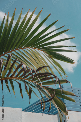 Palm tree leaves against turquoise teal sky and white wall. Creative colorful minimalism. Copy space for text