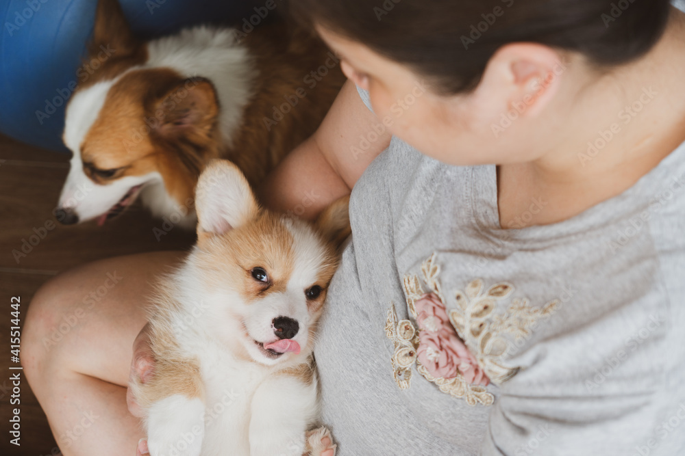 cute little Corgi puppy is holding in hand of young asian woman