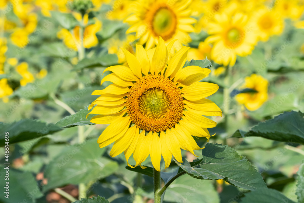 sunflower in the field