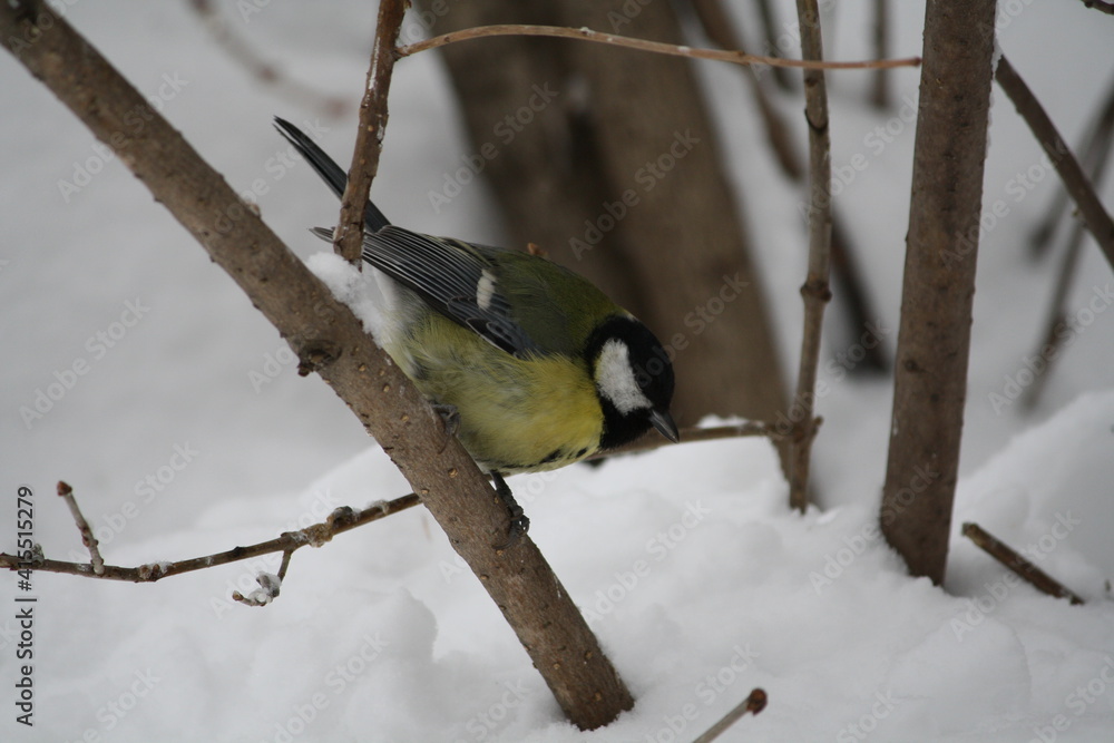 Naklejka premium Bird titmouse on a branch in winter
