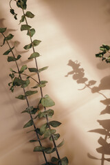 Eucalyptus leaves on neutral orange pastel background. Minimalist mock up for invitation, greeting cards, beauty bloggers. Copyspace for text. From above, warm tones