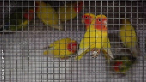Fisher's lovebirds in a cage, focus on the cage. Fischer's Lovebird (Agapornis fischeri)