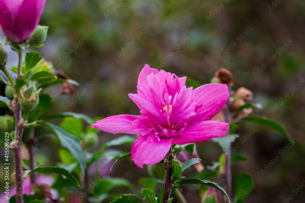 Fototapeta premium 芙蓉