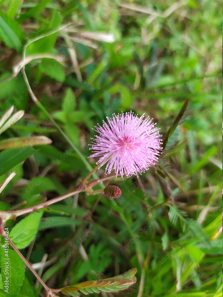 Shy daughter flowers that grow in the yard Shy daughter flowers that grow in the yard