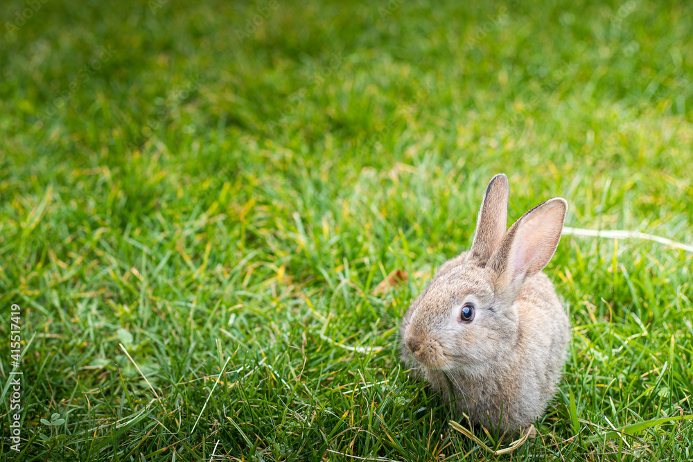 Cute brown Easter bunny in the green grass. Spring background, wallpaper with copy space. Cute brown Easter bunny in the green grass. Spring background, wallpaper with copy space.
