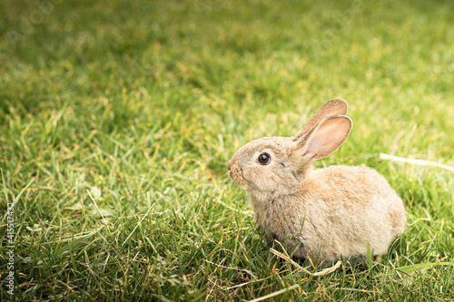 Cute brown Easter bunny in the green grass. Spring background, wallpaper with copy space. Vintage tones.