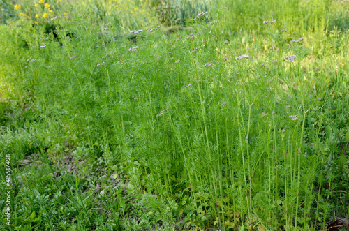 bunch the green ripe anise plants growing in the farm.