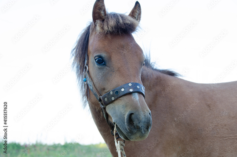 Fototapeta premium Skyrian small horse