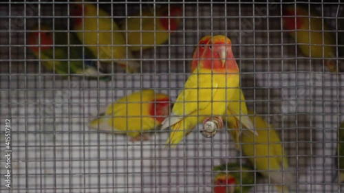 Fischer's lovebirds in a cage, focus on the bird. Fischer's Lovebird (Agapornis fischeri)