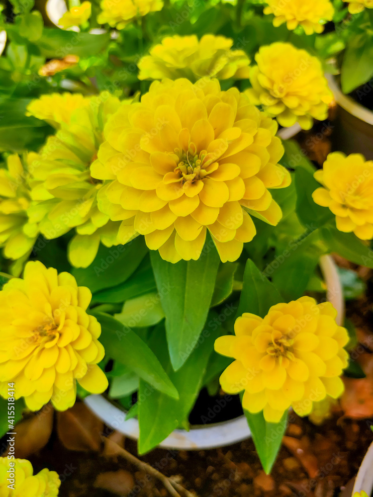 the beautiful flowers of the new year 2021 the beautiful flowers of the new year 2021