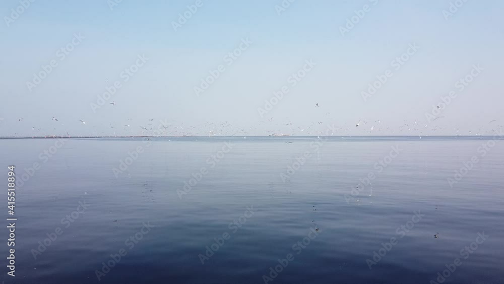 The terns gather and compete to eat fish. At this point the fish are weak due to the change between salt water and fresh water. The terns gather and compete to eat fish. At this point the fish are weak due to the change between salt water and fresh water.