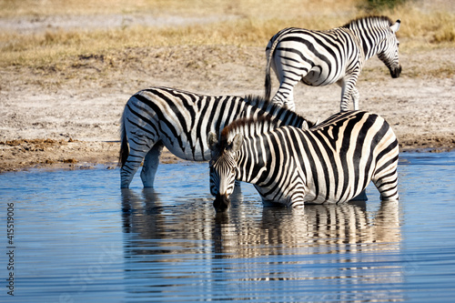 Zebras drinking at a waterhole in Botswana