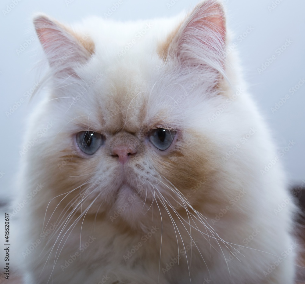 portrait of a cute white persian cat