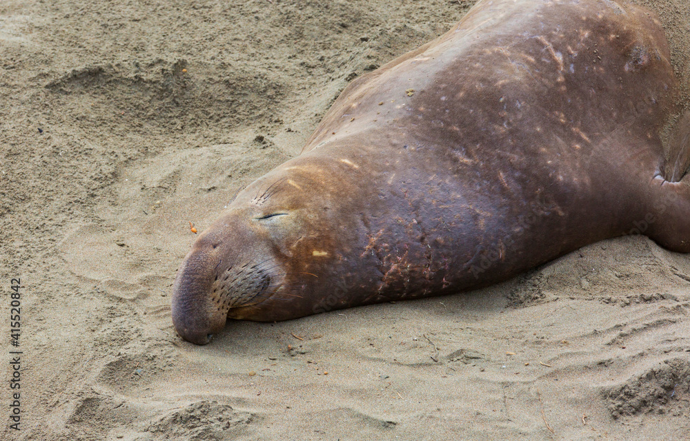 Obraz premium Elephant seal