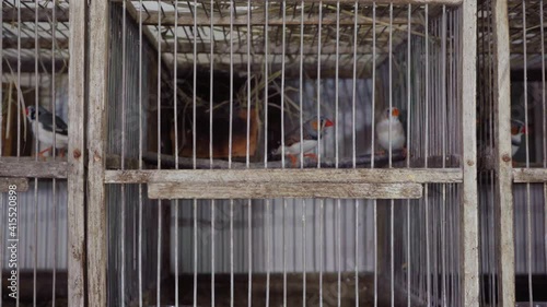 Birds in a cage, finches. Focus on the cell. (Amadina)