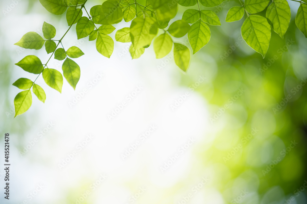 Spring Twig With Green Leaves Stock Photo - Download Image Now