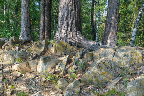 Pine trees grow on rocky ground. Concept of a summer forest in the mountains.