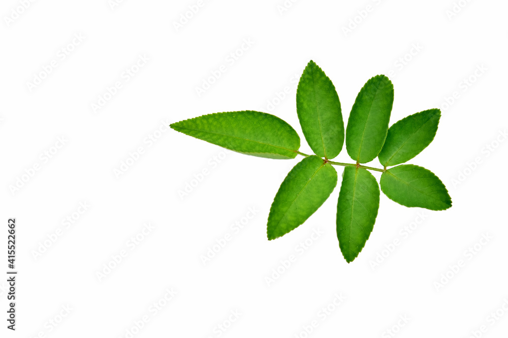 Green leaves of rose on white background Green leaves of rose on white background