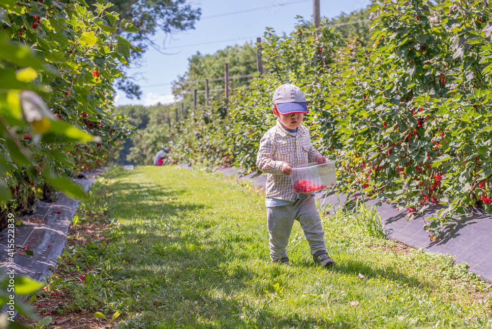 Fototapeta premium Child in the garden. One Asian boy walking with a basket of fruit. Self picking on a farm in a sunny day. Vevey, Switzerland. Red currant berries. Ribes rubrum.