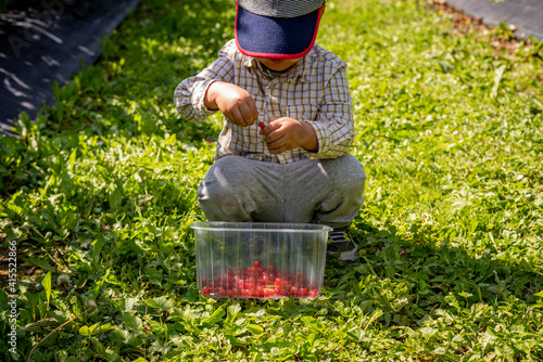 Child in the garden. One Asian boy with a basket of fruit in a sunny day. Self picking on a farm. Red currant berries. Ribes rubrum. Vevey, Switzerland.