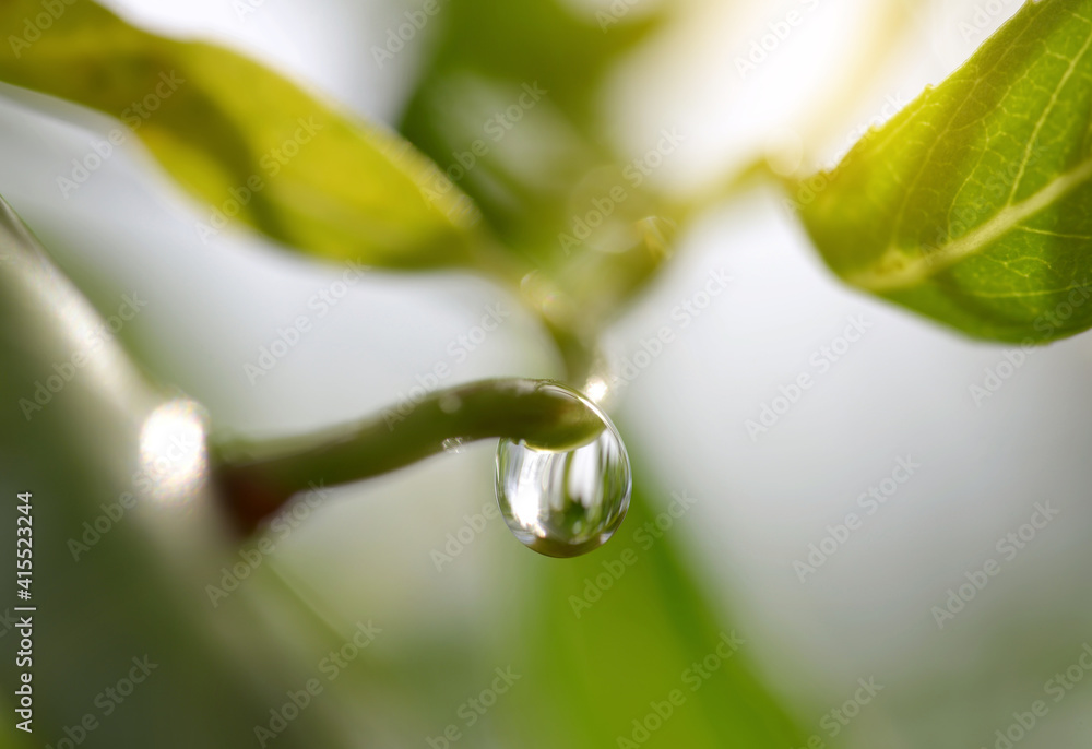 Transparent drop of water on branch of tree close up.Natural background. Transparent drop of water on branch of tree close up.Natural background.