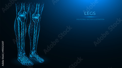 Polygonal anatomical vector illustration of human legs. Femur, patella, tibia, fibula, and foot bones. Low poly model of human legs. The concept of a medical template.
