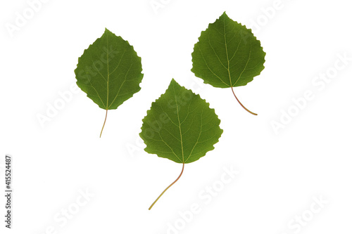 Green plant leaves of aspen tree on a white isolated background, template for your design, natural eco-friendly harvesting