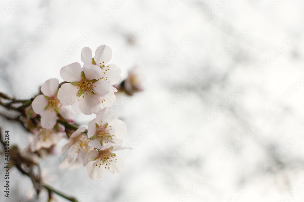Blooming almonds in the garden. The concept of freshness, the onset of spring. Layout of a spring greeting card. Selective focus, gray-pink light pastel atmospheric blurred background, copy space Blooming almonds in the garden. The concept of freshness, the onset of spring. Layout of a spring greeting card. Selective focus, gray-pink light pastel atmospheric blurred background, copy space